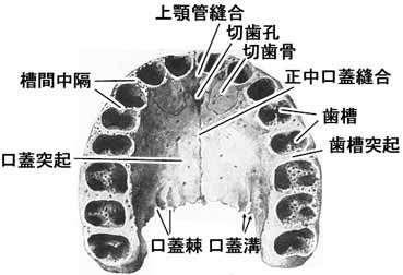 上顎骨