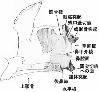 口蓋骨