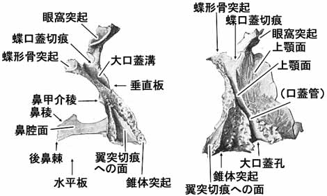 口蓋骨