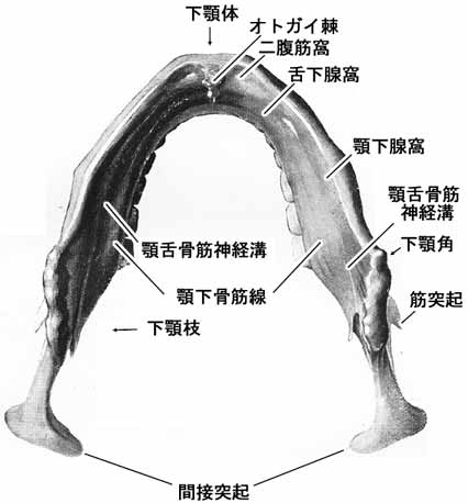 下顎骨