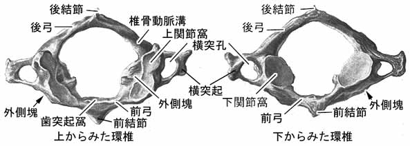 頚椎