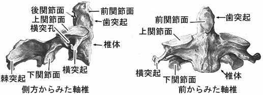 頚椎