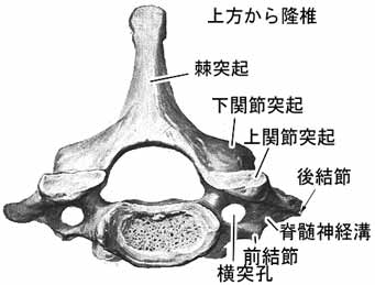 頚椎