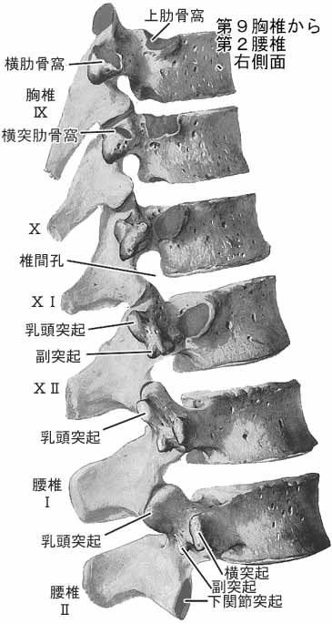 胸椎