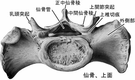 仙骨