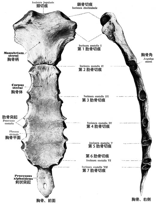 胸骨