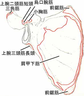 肩甲骨