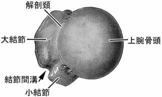 上腕骨