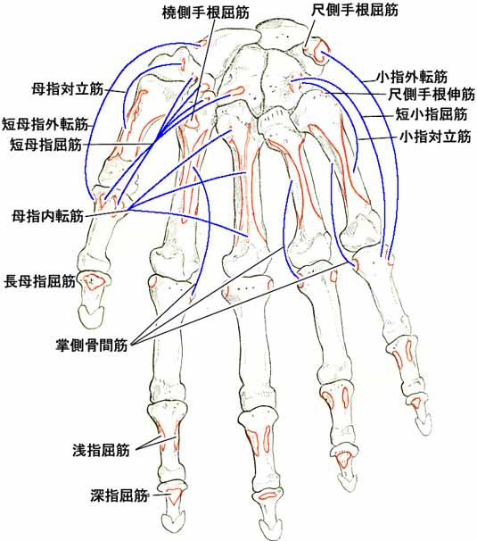 手の骨