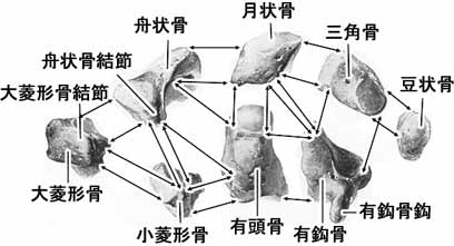 手根骨