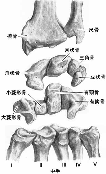 中手骨