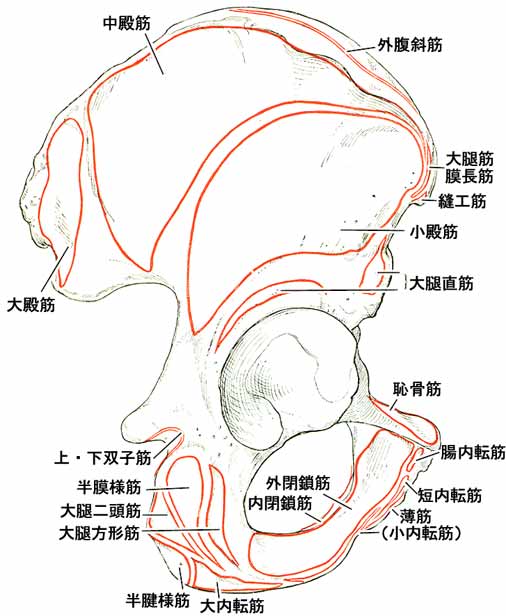 寛骨