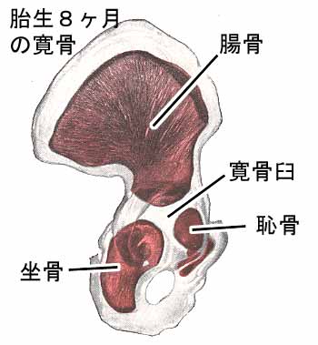 恥骨