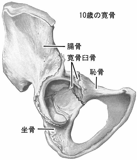 坐骨