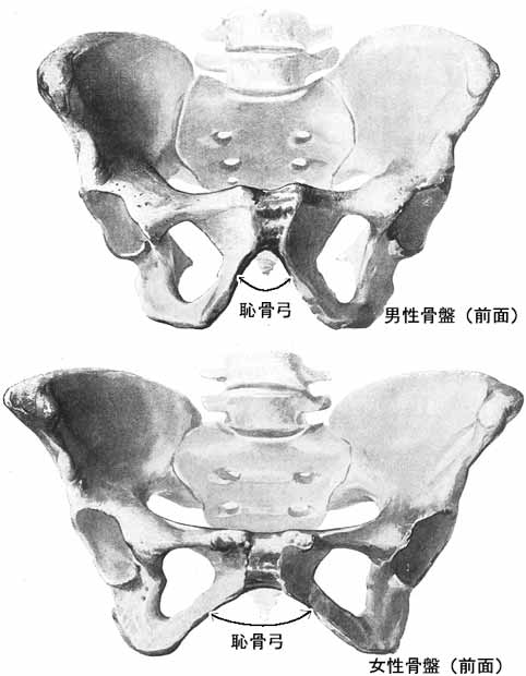 骨盤