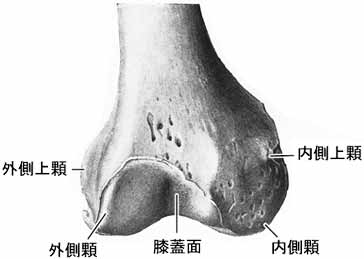 大腿骨