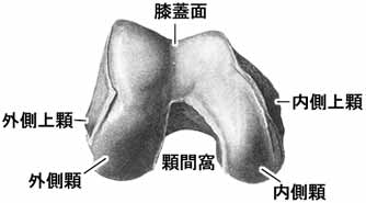 大腿骨