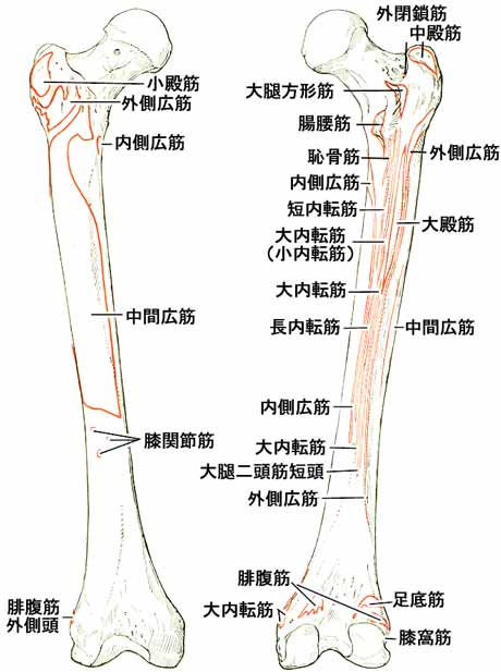 大腿骨