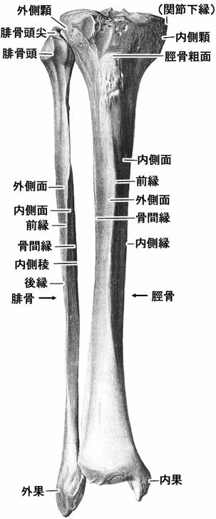 腓骨