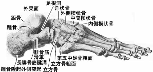 足の骨