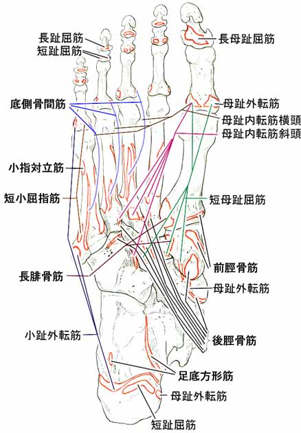 足の骨