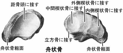 足の舟状骨