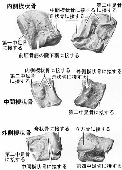 楔状骨