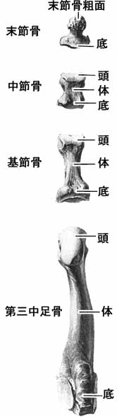 足の指骨