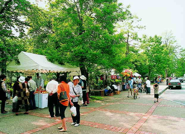 小坂町明治百年通りのアカシア