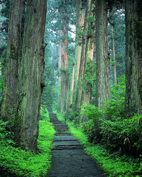 羽黒山南谷の蘚苔と杉並木