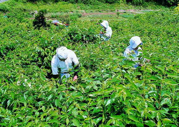 松崎町桜葉の塩漬け