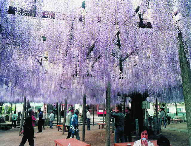 山崎大歳神社の千年藤