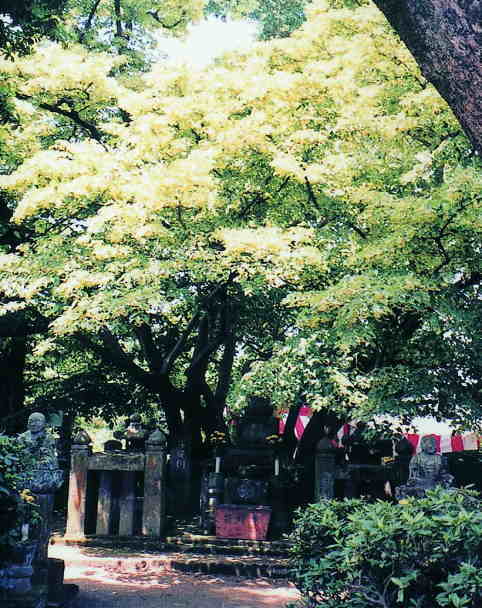 西条王至森寺の金木犀