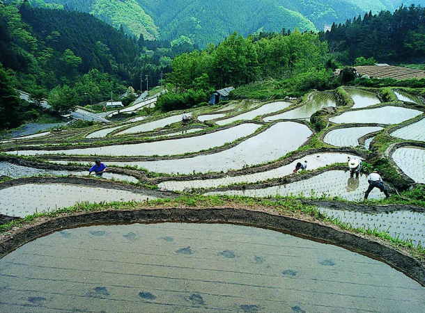 梼原神在居の千枚田