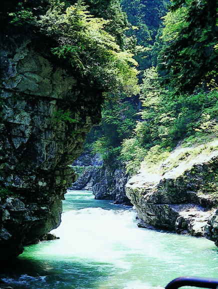 黒部峡谷の原生林