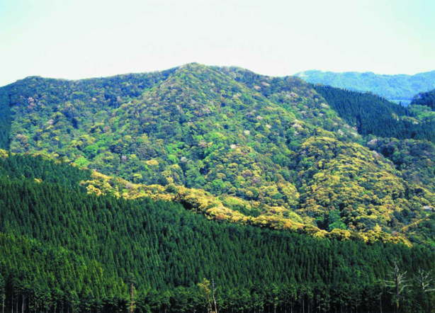 大学山の照葉樹林