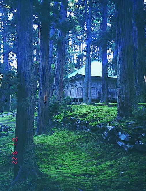 白山神社境内菩提林の杉と蘚苔