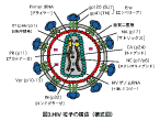 後天性免疫不全症候群