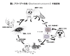 アライグマ回虫による幼虫移行症