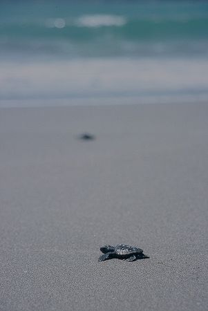 興津海水浴場