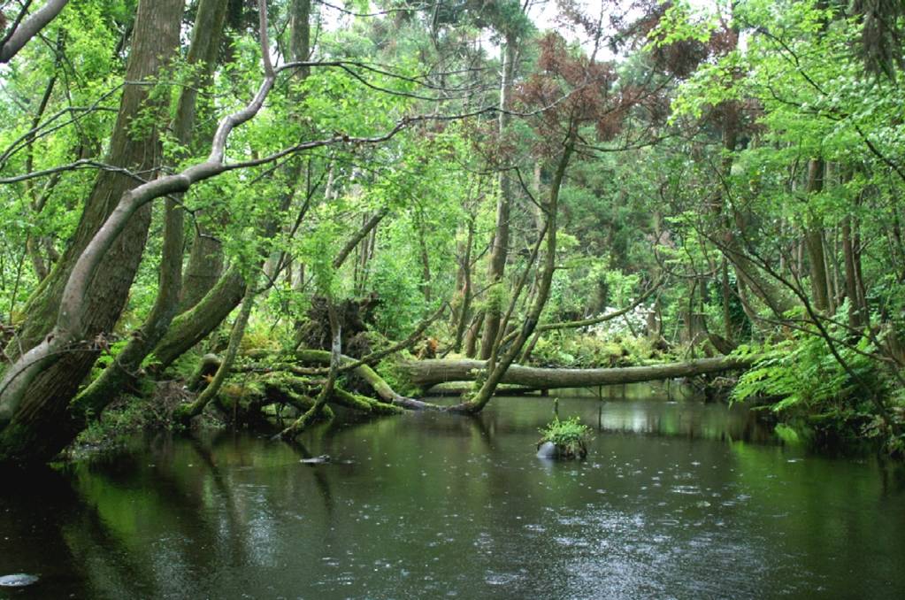 黒部川扇状地湧水群