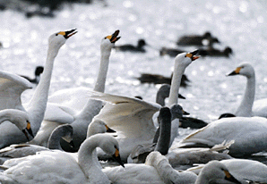 水鳥公園の渡り鳥