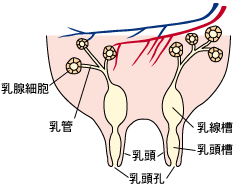 乳房