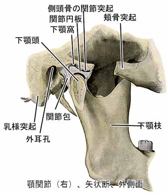 顎関節