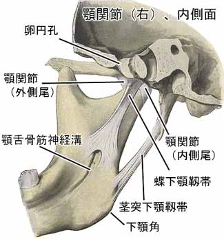 顎関節