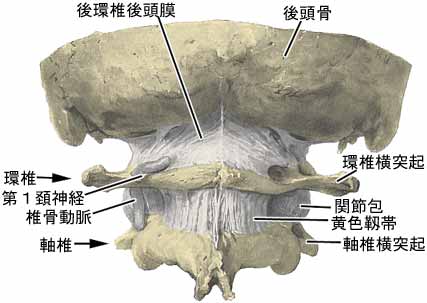 環椎後頭関節