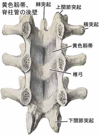 脊柱結合