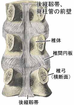 脊柱結合