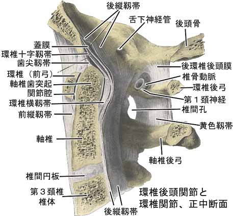 正中環軸関節