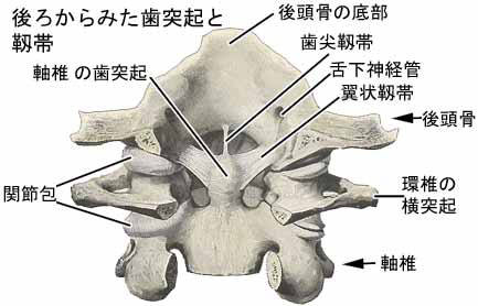 外側環軸関節